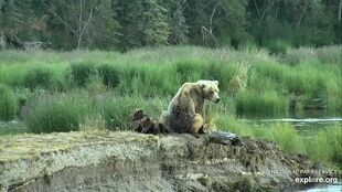 171 and 2 spring cubs 2019 snapshot by CarolineB