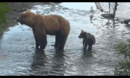 273 with spring cub (809) during the 2015 Season gif by Cruiser