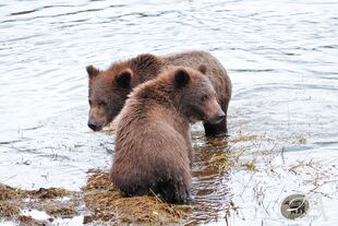 402's 2 spring cubs September 16, 2022 photo by Olatz Azcona Munárriz