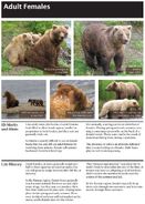 Adult Females page of the 2010 Bears of Brooks River book, page 28