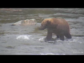 Sub_adult_bear_possibly_903(?)_Riffles_cam_2020_09_17