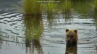 505's_Yearling_Above_Bridge_2019-07-24_20-53-47-842,_video_by_Birgitt