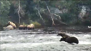 7_Aug_2020_39_and_Four_of_Her_Offspring_at_the_Falls_by_mckate