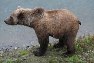 Subadult 171 in 2010 NPS photo Ranger Jeanne shared 10/07/2017