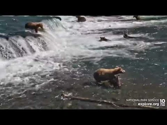 910's_Cub_Goes_Over_the_Falls_-_July_27,_2022_(explore.org)