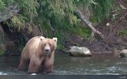 92 Enigma July 2011 NPS photo 2012 Brown Bears of Brooks Camp iBook