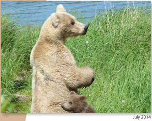 435 Holly with her spring cub (719) July 2014 NPS photo from the 2015 Bears of Brooks River book, page 40