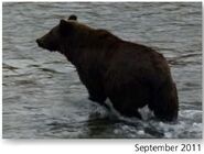 700 Marge September 2011 NPS photo 2015 Bears of Brooks River book page 43