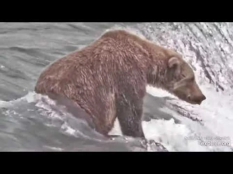 903_Gully_sits_on_the_lip_of_the_falls_Explore.org_08.14.21