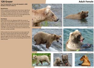 408 CC information and NPS photo on 128 Grazer's page of the 2015 Bears of Brooks River book, page 29
