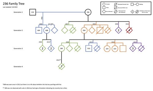 Family-tree-rq-236