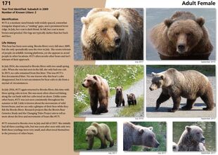 171's 2018 Bears of Brooks River book page 43