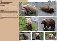 39's page of the 2015 Bears of Brooks River book, page 27