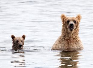 435 and spring cub Jul 17, 2020 photo by Lee Pastewka (aka RiverPA)