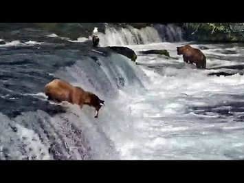 11_Jul_2021-_811_Overboard_(explore.org)