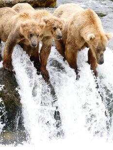 128 Grazer and two 2.5 year old cubs July 3, 2022 photo by Truman Everts