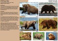 410's page in the 2016 Bears of Brooks River book page 46