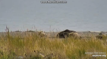 435_Goes_Fishing_While_Her_Cub_Hangs_with_the_94s_2020-09-14_20-58-42-637