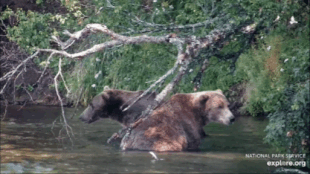 164 "Bucky Dent" & 903 "Gully" August 20, 2024 gif created by FloppyRightEar (p 18:56 from approx 13:00 AKDT #10)