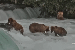 128 Grazer and her two 2.5 year old cubs July 24, 2022 gif by LunaCre