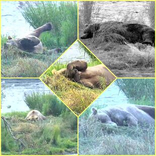 480 Otis' epic 2017 nap snapshot collage created by Cruiser