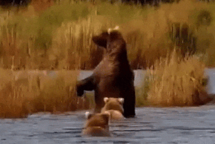128 Grazer and her two 2.5 year old cubs, August 25, 2022 gif by LunaCre