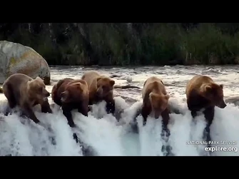 22_Jul_2023-_128_Can't_Move_402_(explore.org)