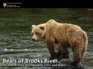 273 with male Spring Cub July 2015 NPS photo 2016 Bears of Brooks River book cover