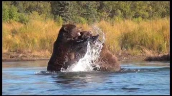 2_Adult_Alaska_Grizzly_Bears_Fighting_Fall_2013_by_Expeditions_Alaska