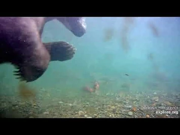 435_Holly_and_Coy_swim_by_UW_cam_10-19-2020