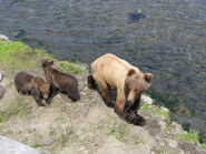 700 Marge with her 2 spring cubs on the afternoon of June 29, 2006 NPS photo