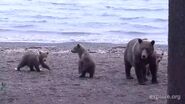 813 and 3 spring cubs September 4, 2014 snapshot by CaliDervish