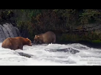 10_Aug_2023-_Stop_the_Presses!_151_Displaces_128_(explore.org)