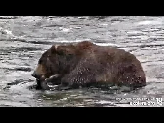 19_Sep_2022-_912_Takes_a_Break_(explore.org)