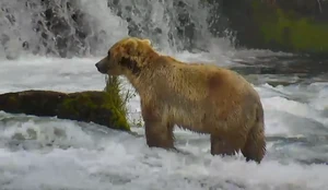 89 Backpack Light fur color in spring