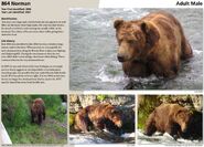 864 Norman's page of the 2015 Bears of Brooks River book, page 92