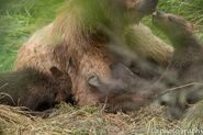 402 and 3 of 4 spring cubs July 2015 photo by ©Theresa Bielawski