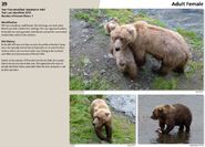 39's page of the 2017 Bears of Brooks River book, page 88 in the Bears No Longer Seen section