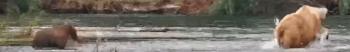 719 GIF 2022.08.05 w SPRING CUB NYCSTEVE p 13.14