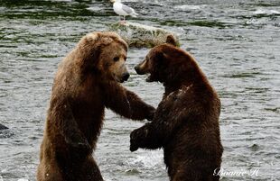 820 (left) and 151 Walker (right) June 26, 2022 photo by Bonnie Hankins (aka NutsBoutBears)