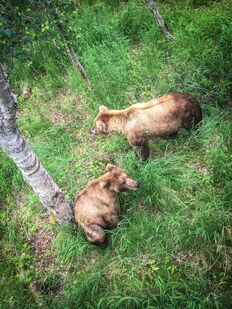 89 Backpack and 289 courting and attempted mating June 23, 2016 photo and information from Ranger Daniel Lombardi ~ photo only