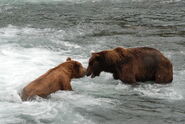 418 Jack (left) with 24 BB aka Bald Butt (right) June 28, 2007 NPS photo