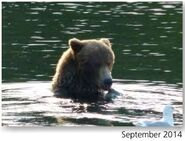 289 September 2014 NPS photo from the 2015 Bears of Brooks River book page 36