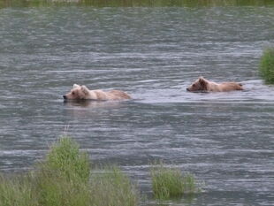 482 Brett with her 2.5 year-old offspring July 8, 2012 NPS photo KNP&P Flickr