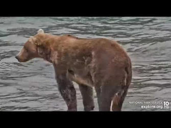 164_Brooks_Falls_cam_Explore.org_8-8-2022