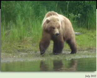 3.5 year-old subadult 284 July 2011 NPS photo from the 2012 Brown Bears of Brooks Camp iBook