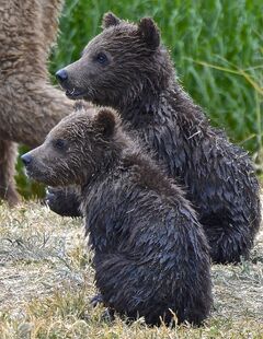 171's two spring cubs on June 30, 2019 at 11:57 photograph by Truman Everts