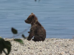 1 of 171's 2 spring cubs July 5, 2019 photo by BearTreeHugr