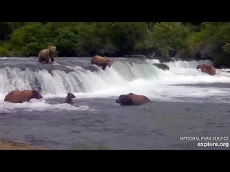 25_Jul_2023-_402's_Cub_Slips_Lip,_Gets_747_in_Trouble_(explore.org)