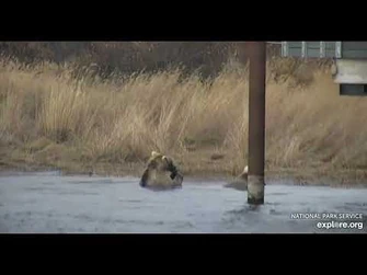 435_and_cub_-_Explore.org_October_17,_2021-2